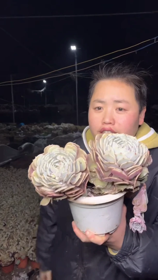 【闪购商品】97-双头起大粉蝶5.8