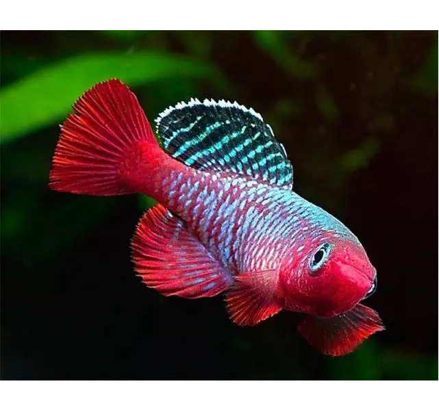 小型热带观赏鱼 贡式圆尾鳉