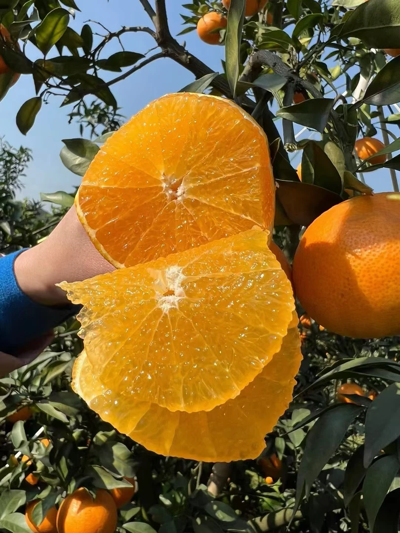 四川爱媛38号果冻橙新鲜现摘爆甜多汁水果