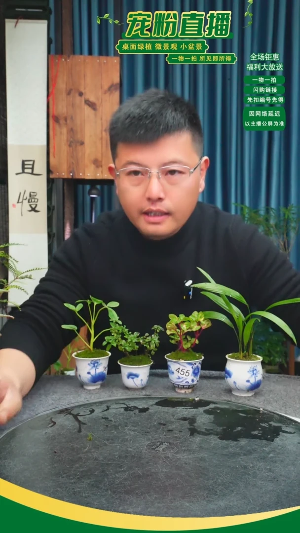 无花朵滨*苔藓微景观455号