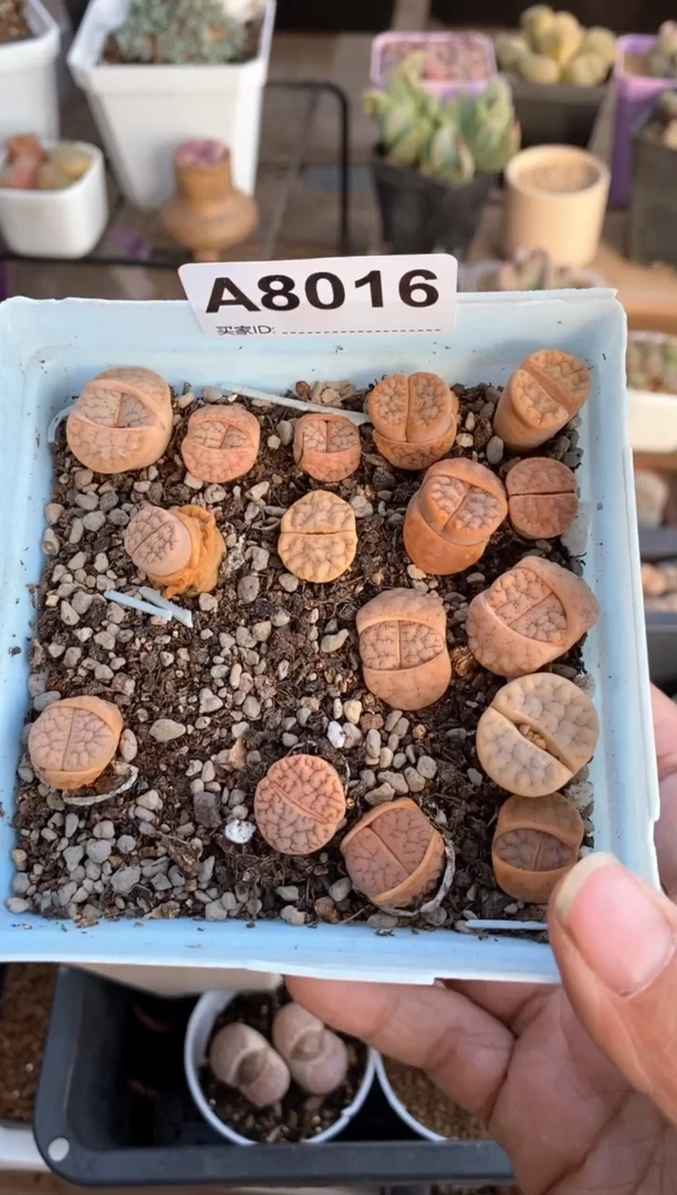 【闪购商品】8016直播一物一拍