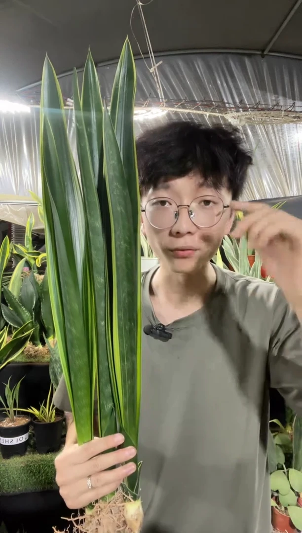 精品黑金裸根3棵25.8