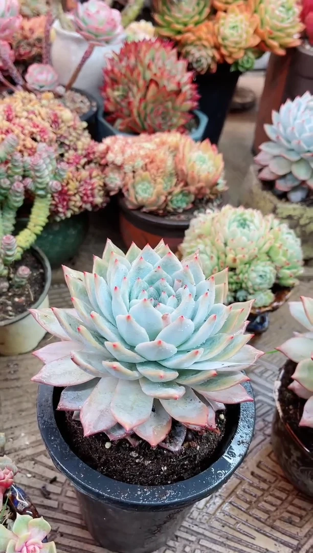 【闪购商品】21102多肉