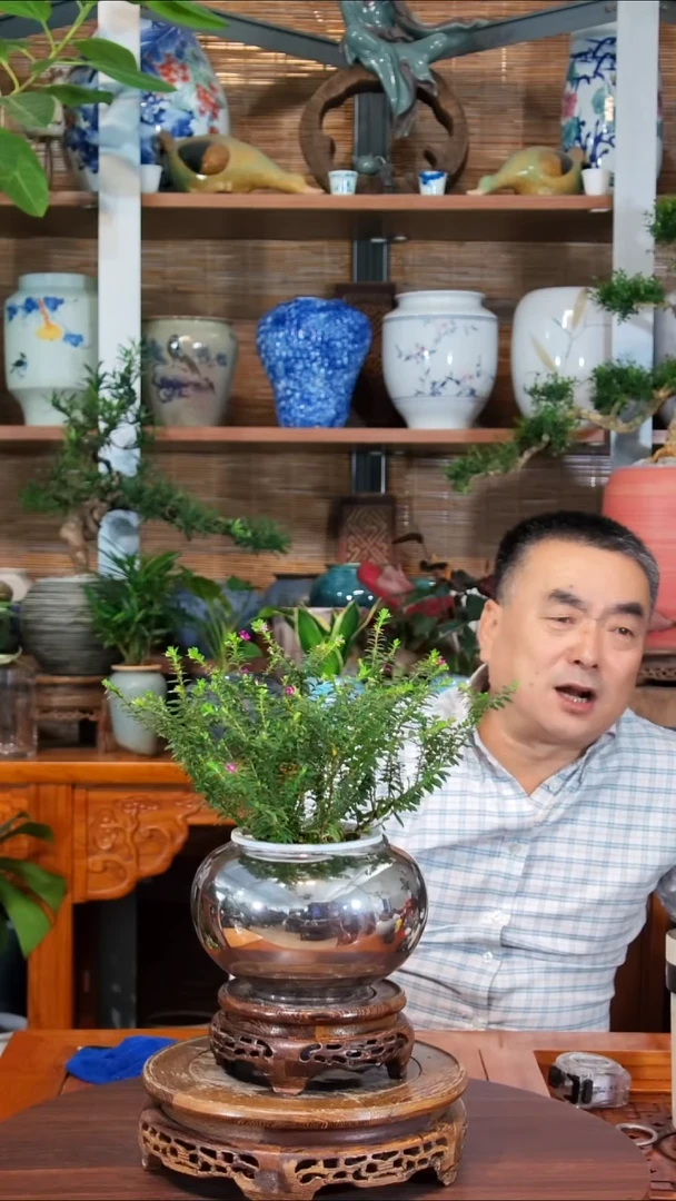 无花朵用****9水之韵水培满天星