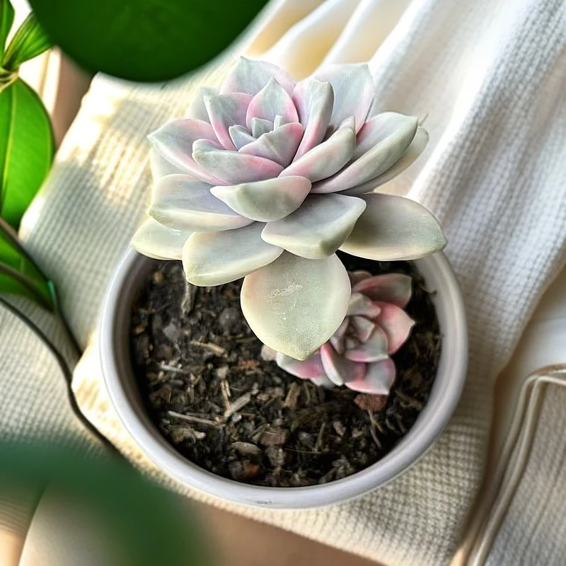 紫乐锦自然群多肉