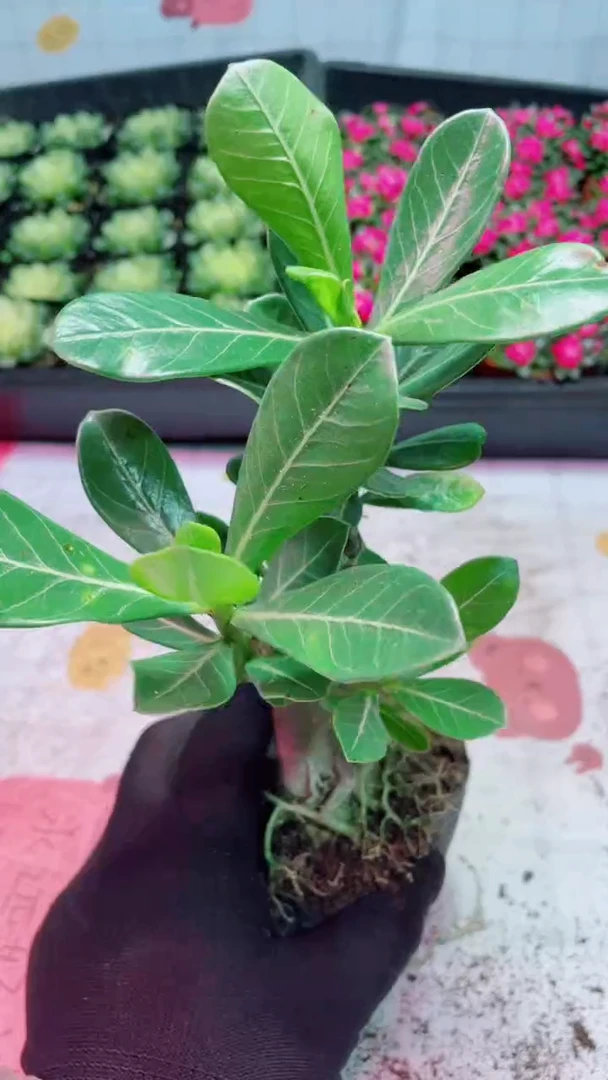 【闪购商品】沙漠玫瑰多肉