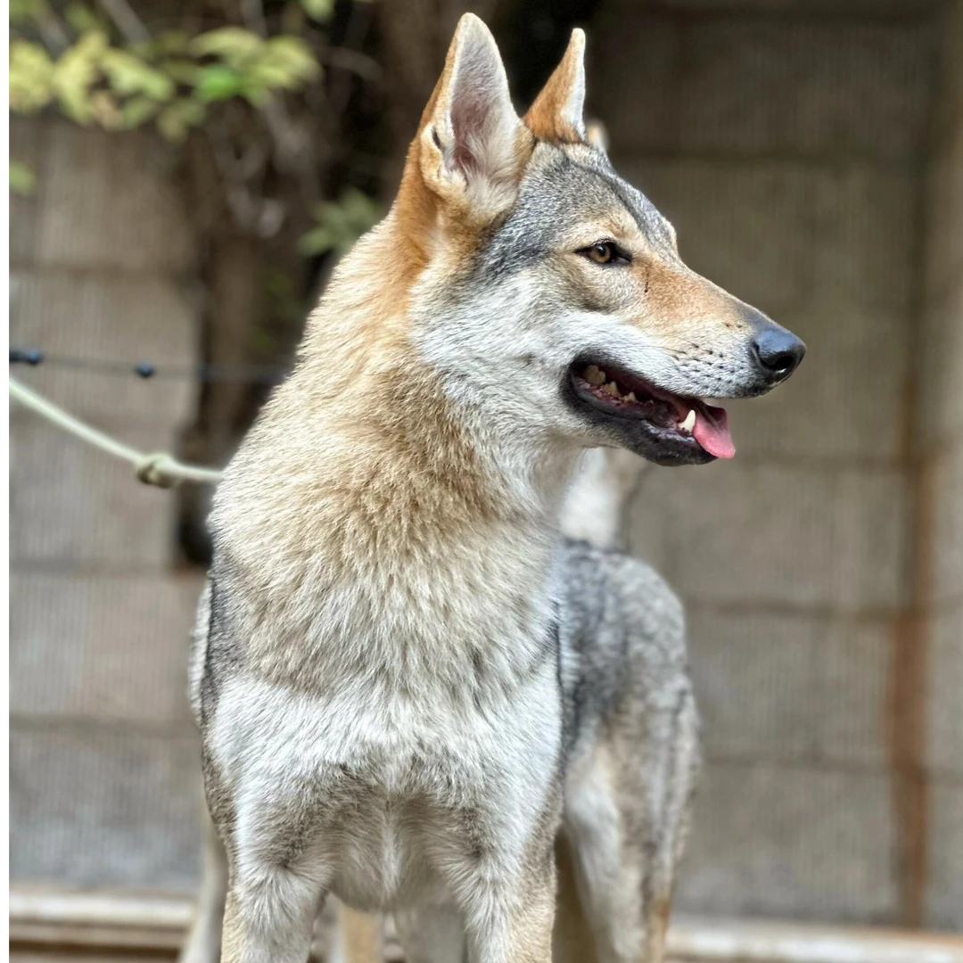 捷克狼犬通用狗狗连接