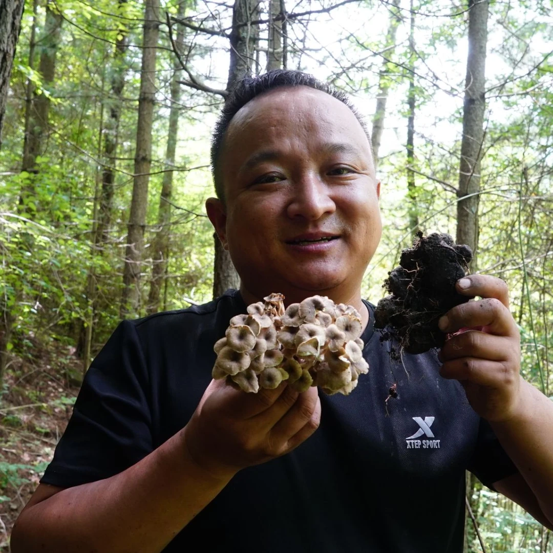 猪苓 甘肃猪苓 大山里采挖非种植的未去皮已切片