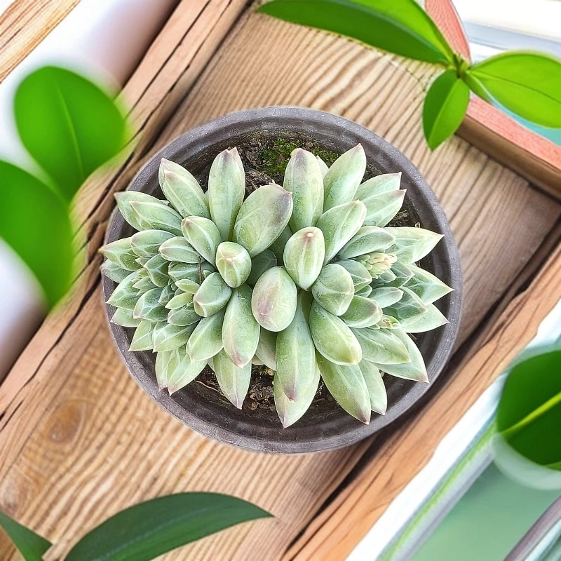 (满 15 包邮)  陨石 带盆土   以直播展示为准