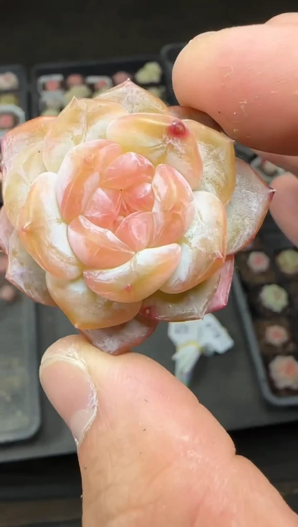 【闪购商品】一物一拍0223—475