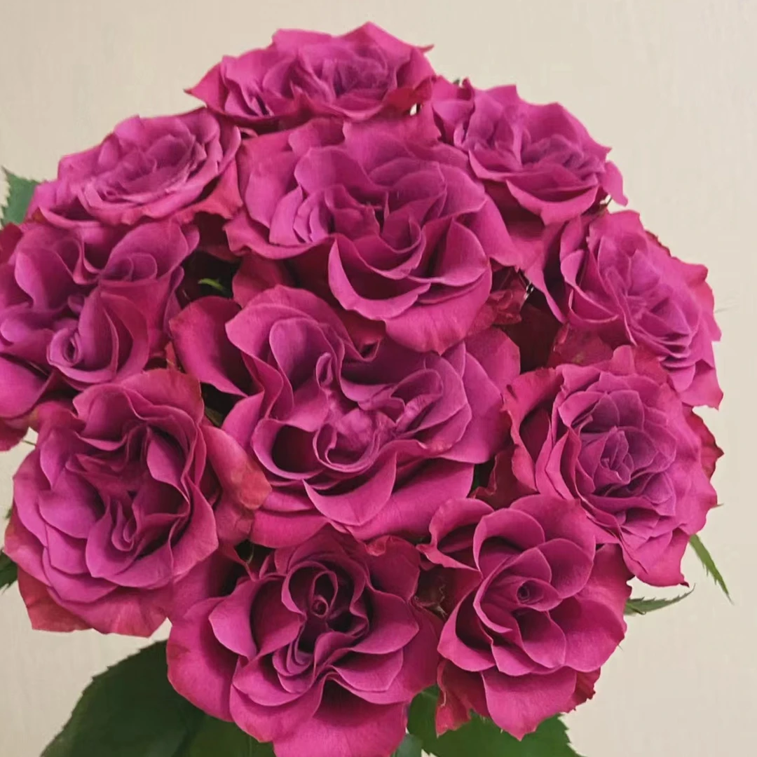 【蓝莓玫瑰】高等级玫瑰/全场1单送货上门（2单升级顺丰包邮）