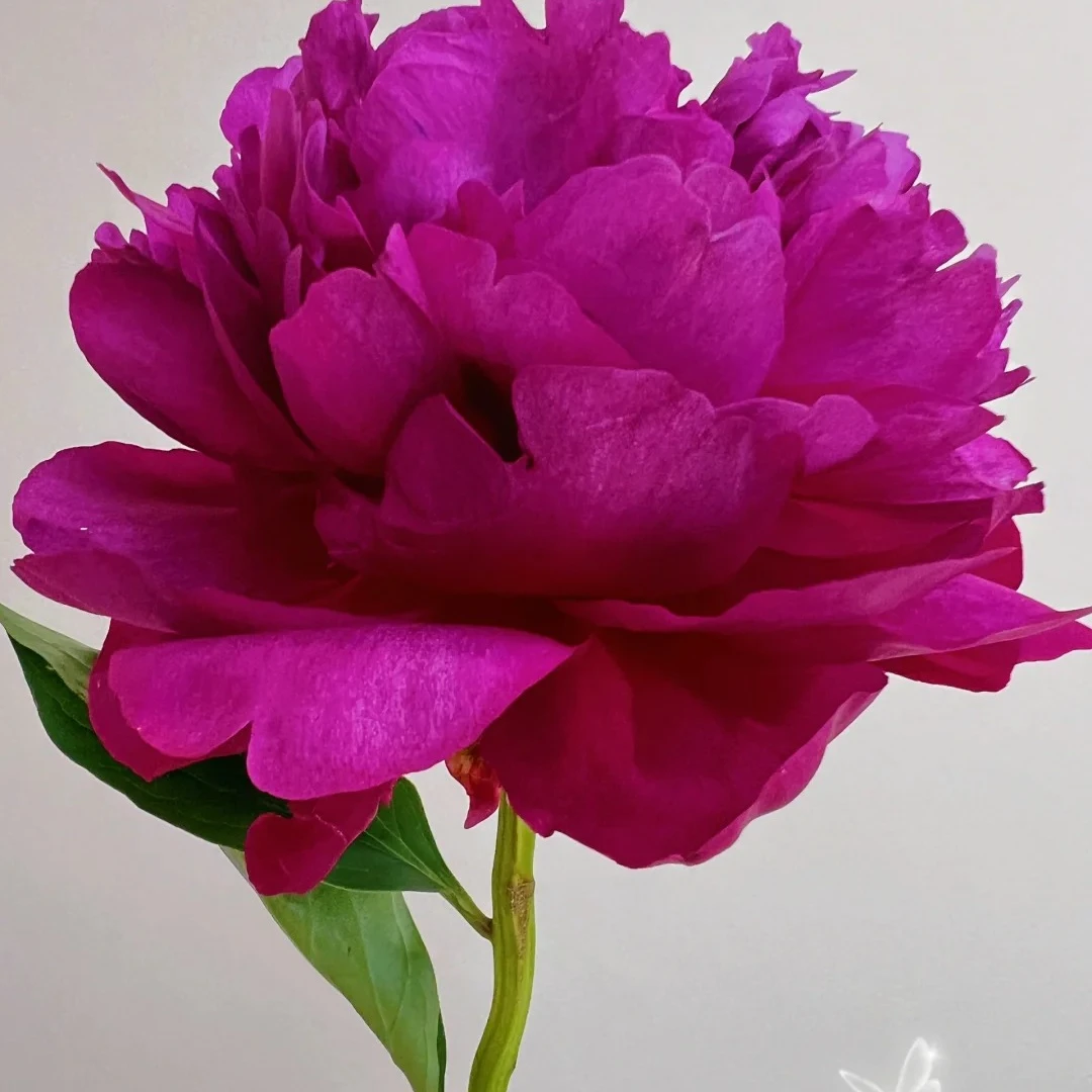 瓦西里芍药鲜切鲜花水培插花花卉精品