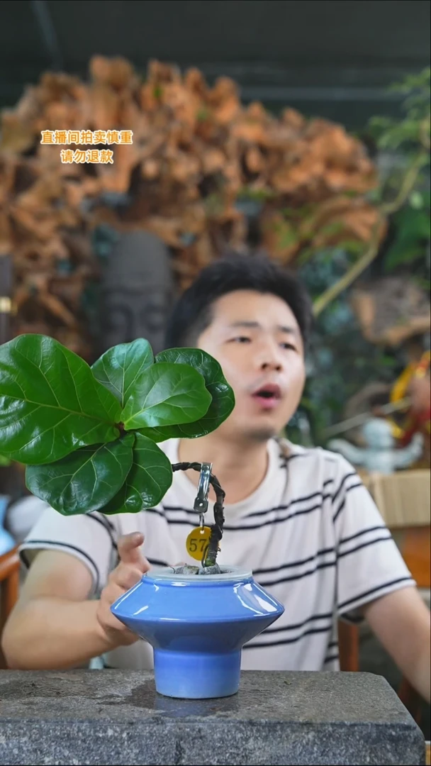 完全开放琴叶榕575T