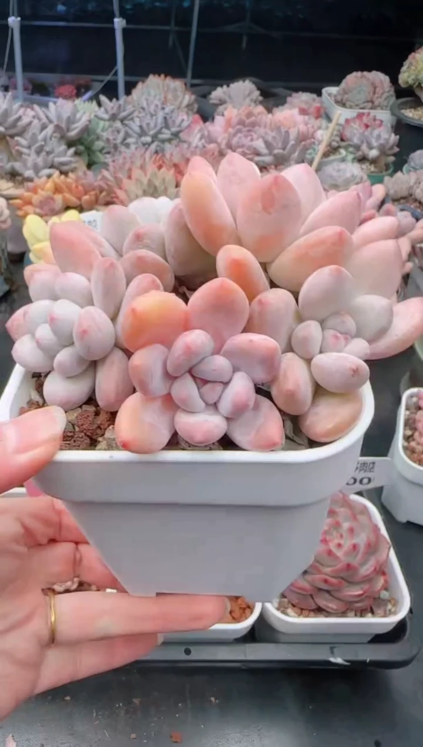 【闪购商品】8104.