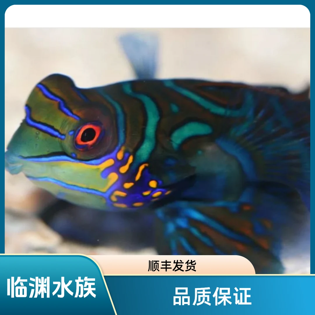 五彩青蛙  海水鱼 顺丰发货 开箱报损