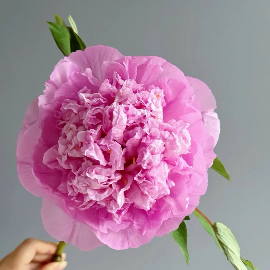 【彩绘】老桩（粉色系）鲜花牡丹花卉