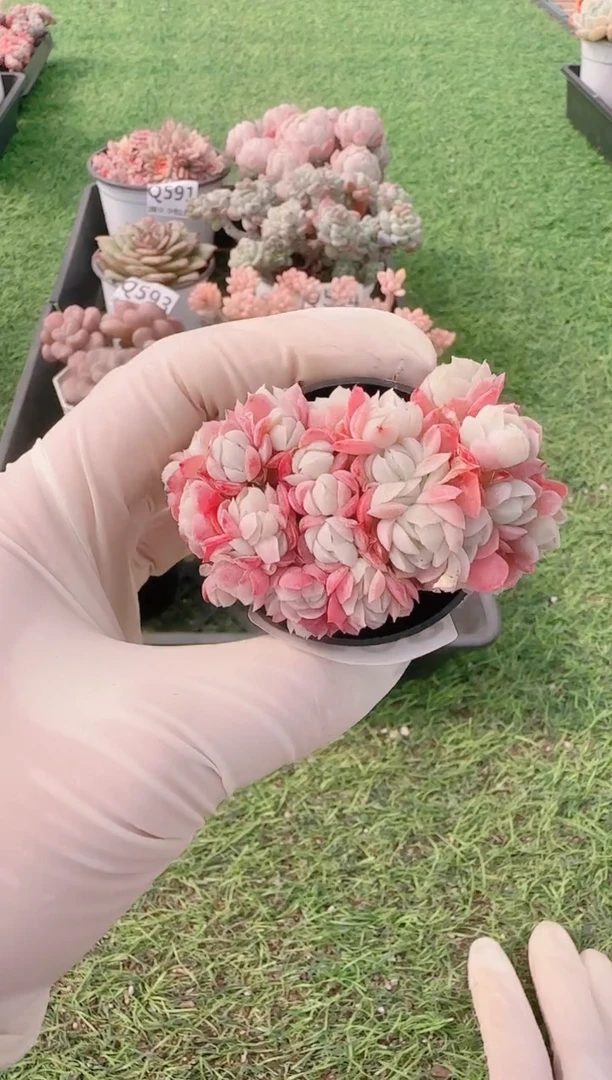 【闪购商品】梦会花园多肉一物一拍