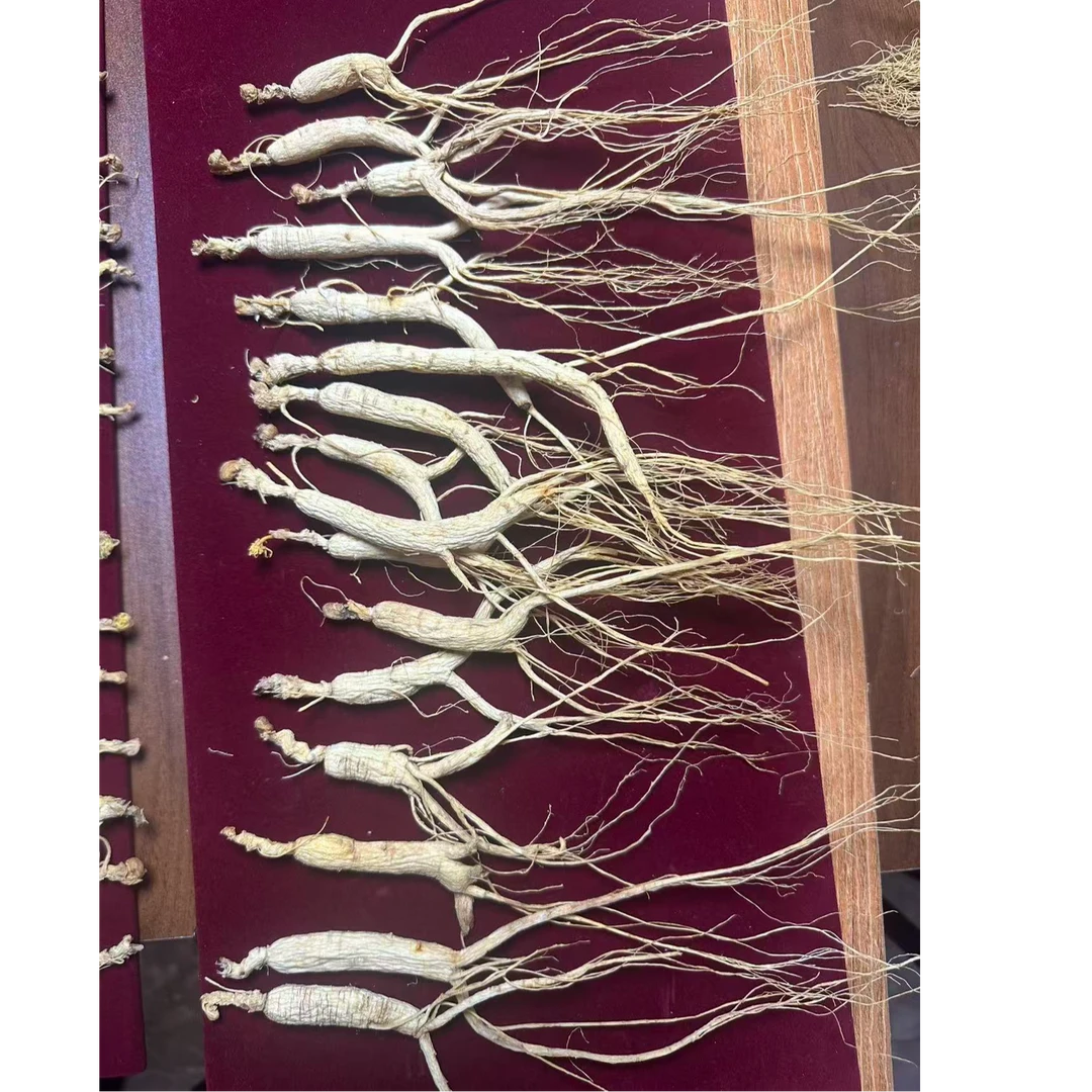 长白山林下参小支装煲汤泡酒泡水适合