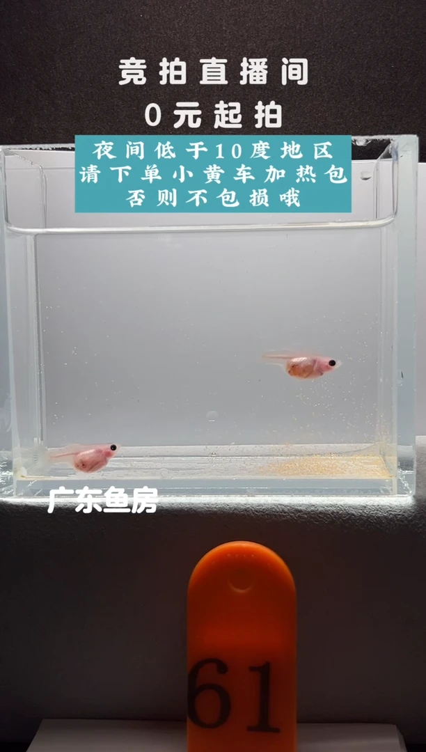 孔雀鱼超透带胎母鱼两只编号61