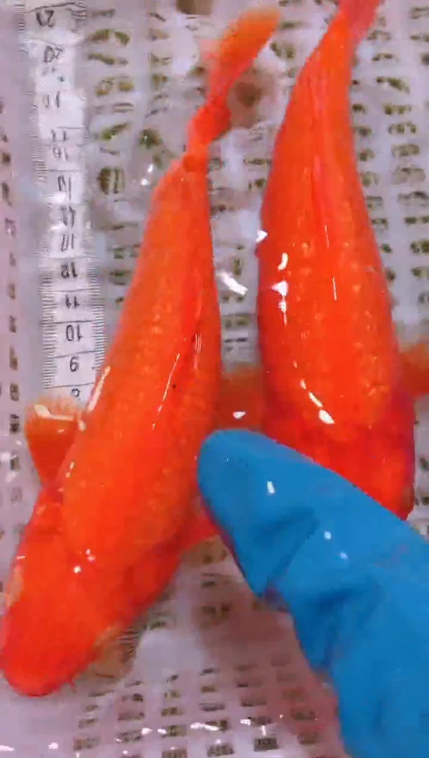 锦鲤冷水观赏鱼全场包邮37