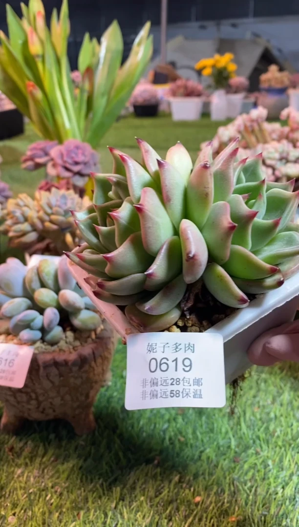 【闪购商品】0619a