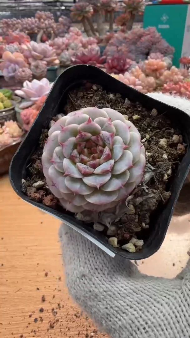 东云多肉园三店-34