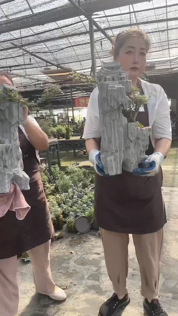 无花朵大房子 老桩 六月雪 盆景