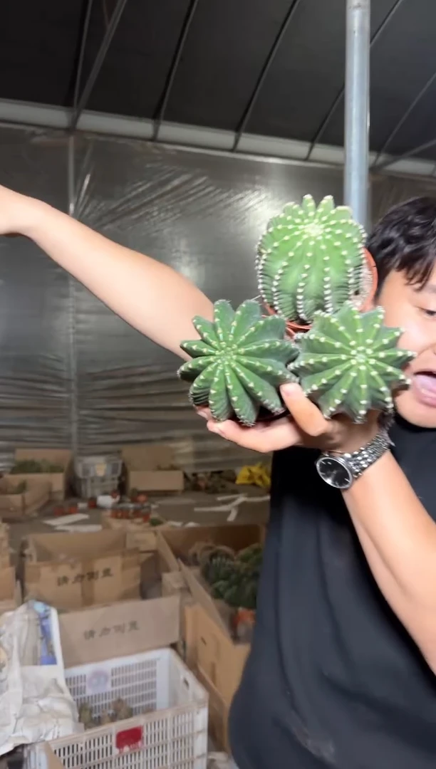 3颗 实生根 5-7cm 金刚彩草