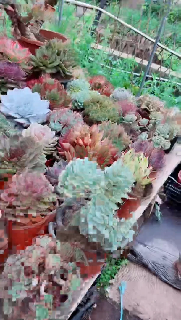 ^****^28187多肉植物一物一拍