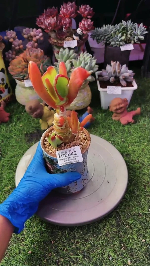 昆明印象多肉09842