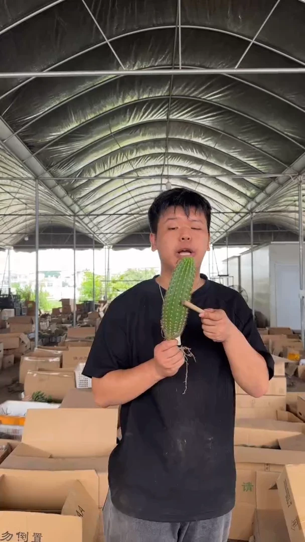 2颗 毛花柱【带根】高8-12cm