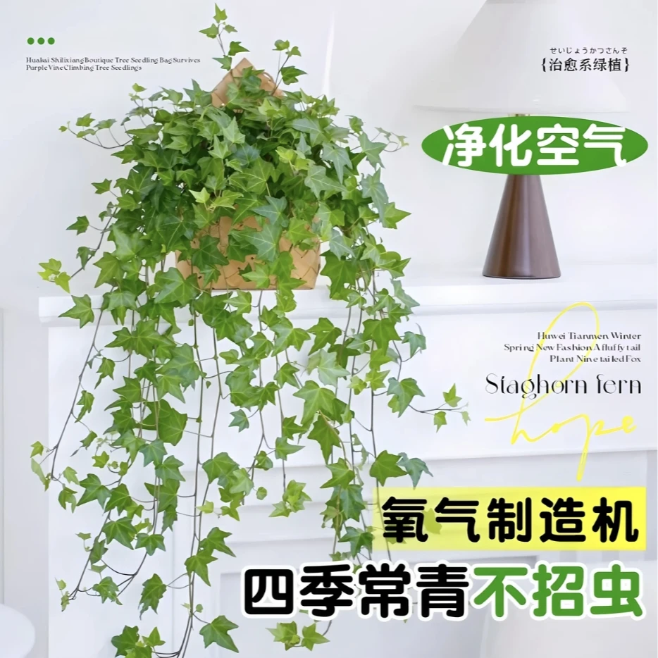 【小树】枫叶常春藤吊兰比绿萝好养室内吸甲醛水培壁挂挂墙花无异味