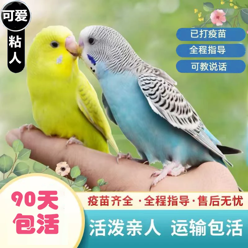 虎皮鹦鹉活鸟宠物鸟鹦鹉虎皮鹦鹉云斑鹦鹉手养鸟会学说话的鸟鹦鹉