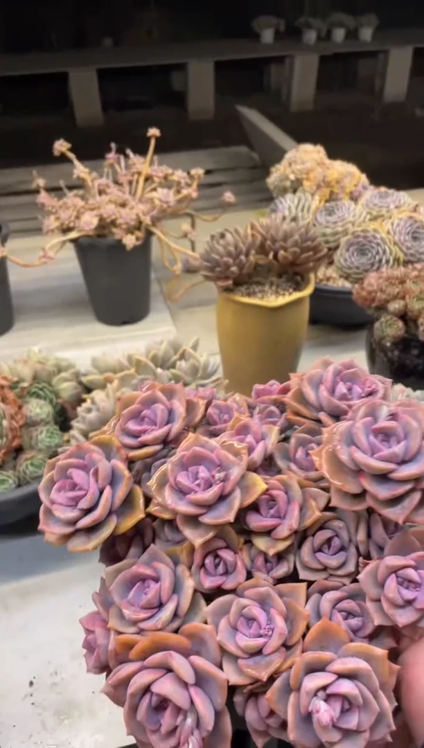 【闪购商品】166彩虹糖