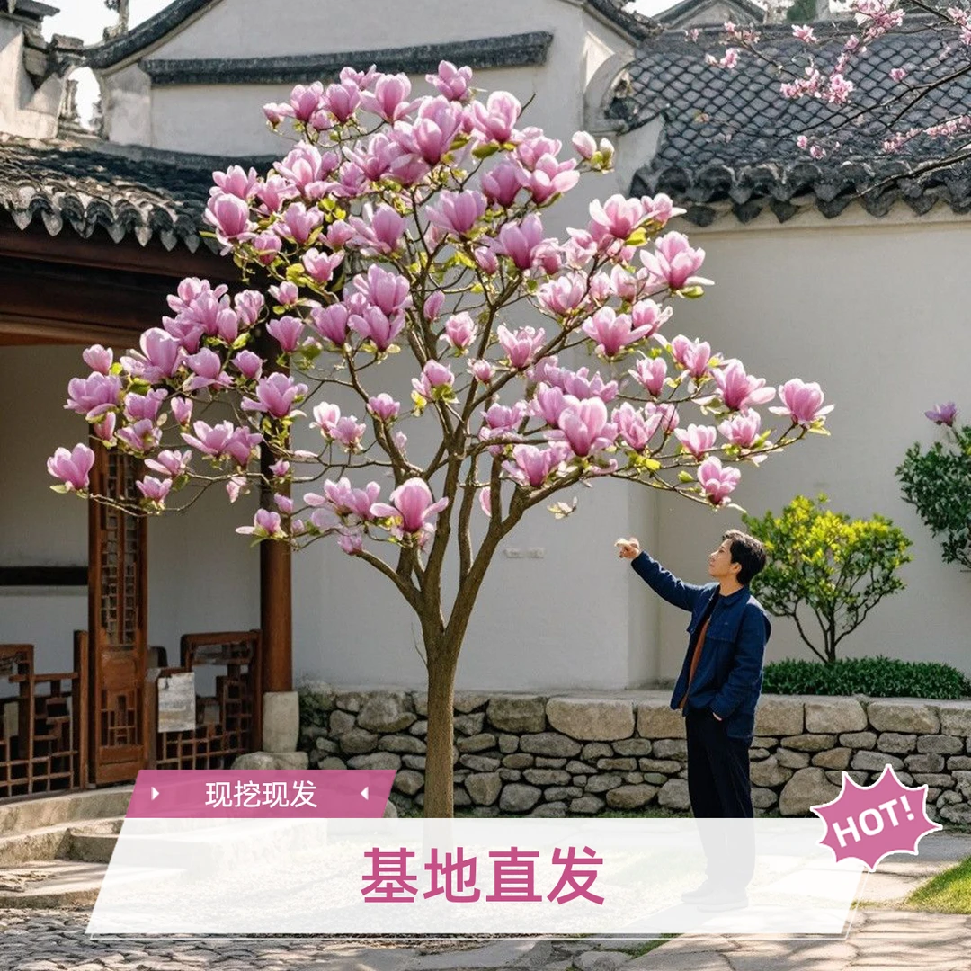 玉兰花树苗耐寒植物户外南北通用种植白紫玉兰盆栽庭院别墅种植