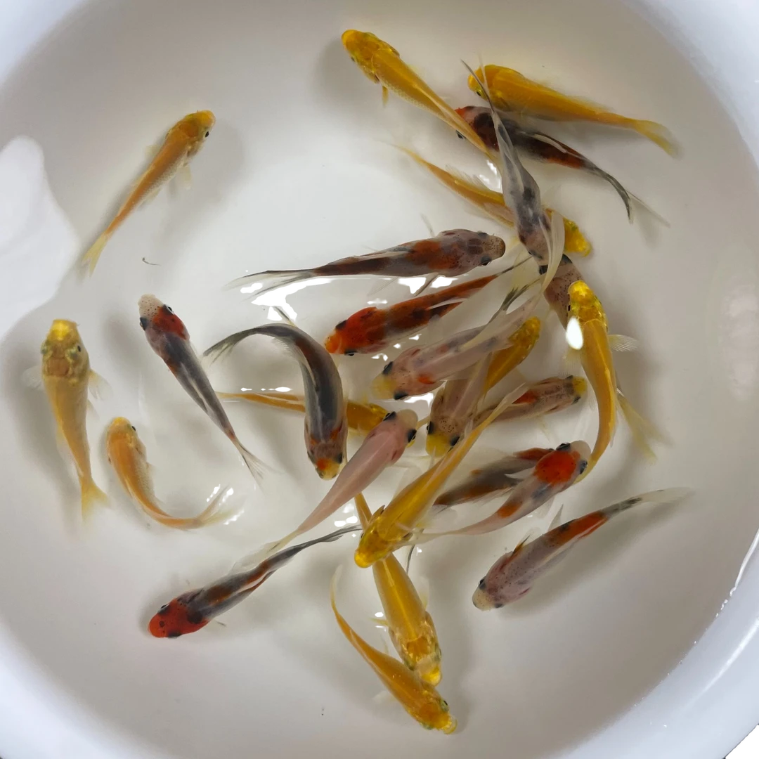 【双色混搭】黄金锦鲤花草金冷水鱼观赏鱼好养好活