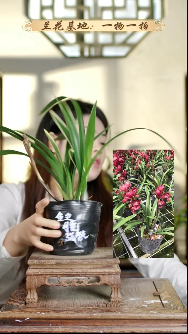 完全开放春剑梅斑6苗 带6花苞