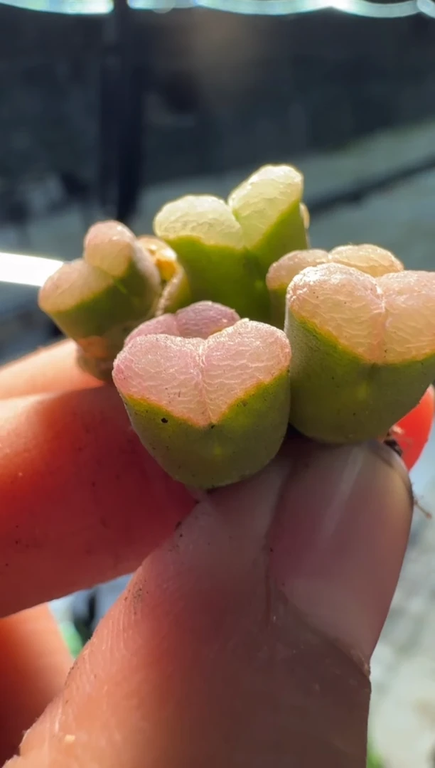 【闪购商品】5-122双头！！！一颗