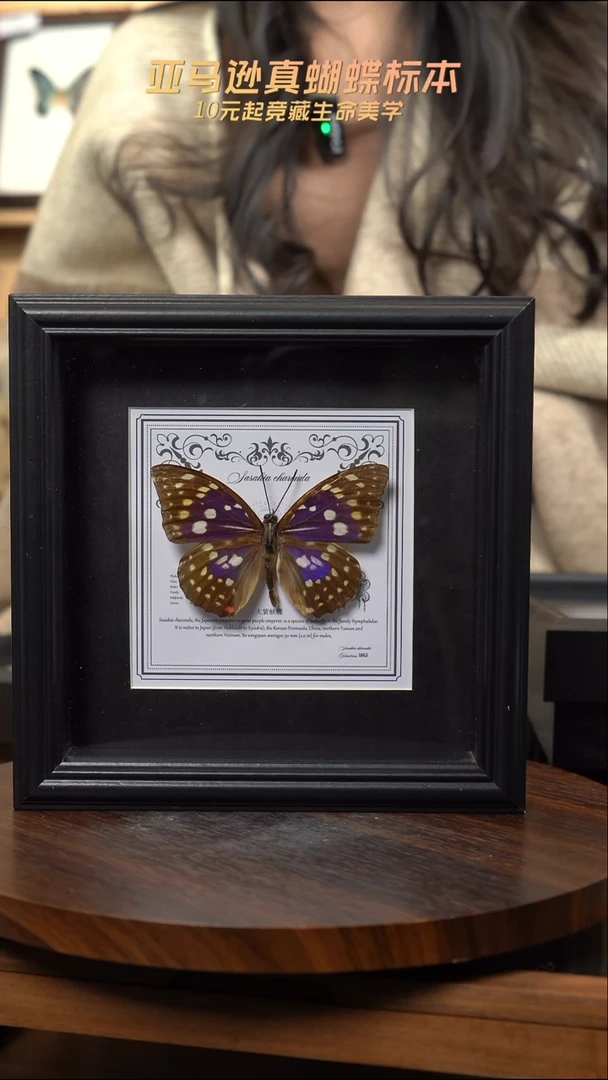 大紫蛱蝶盲盒版7寸欧式方框