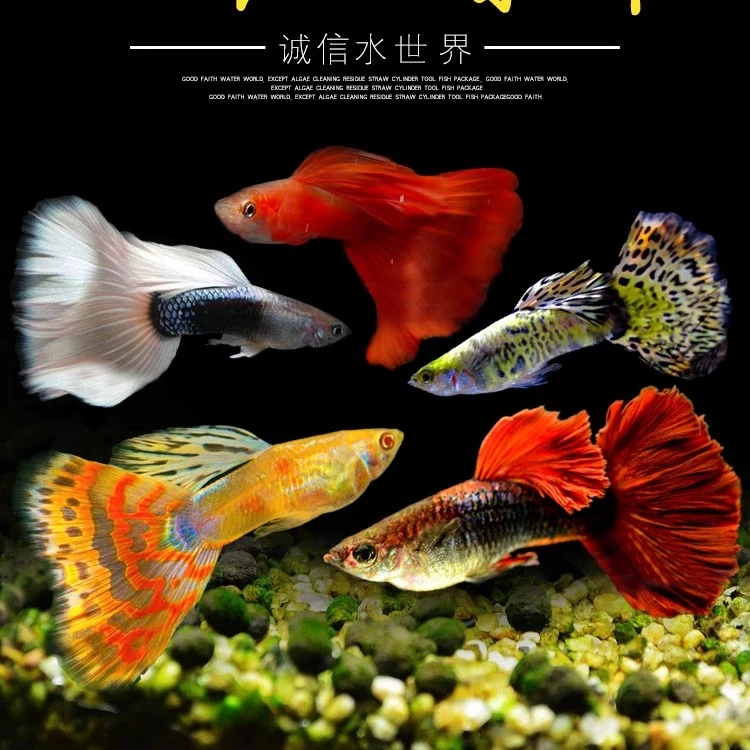 孔雀鱼凤尾鱼（直播间拍）