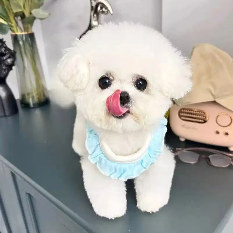 【华盛宠物】精品狗狗