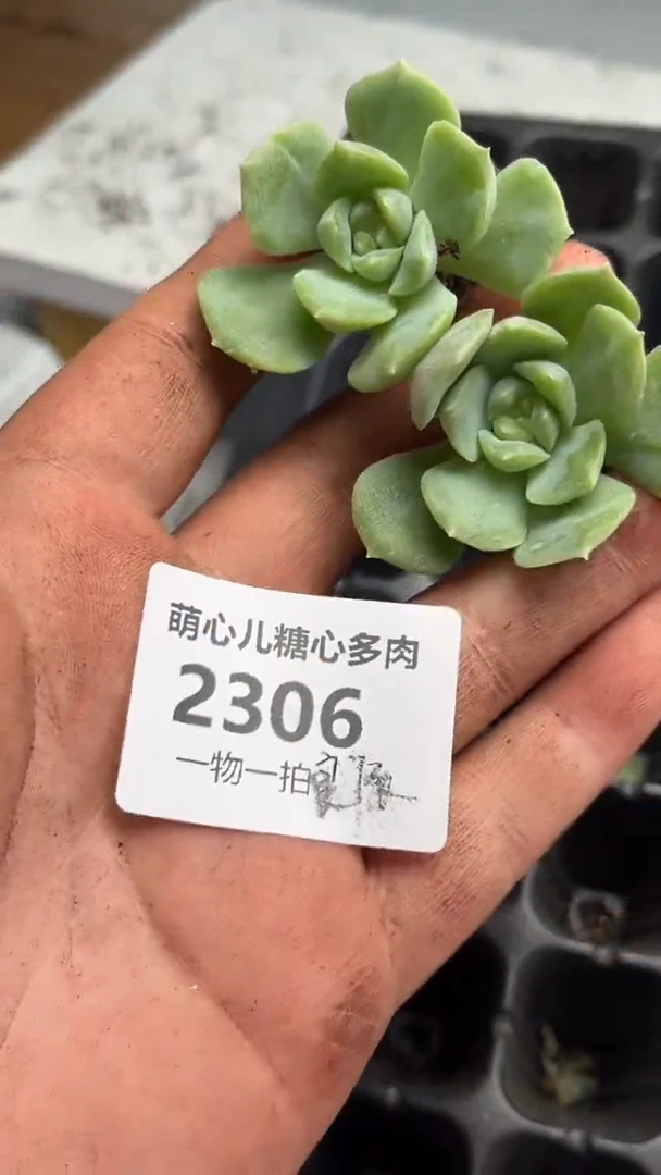 2306 良辰多肉植物
