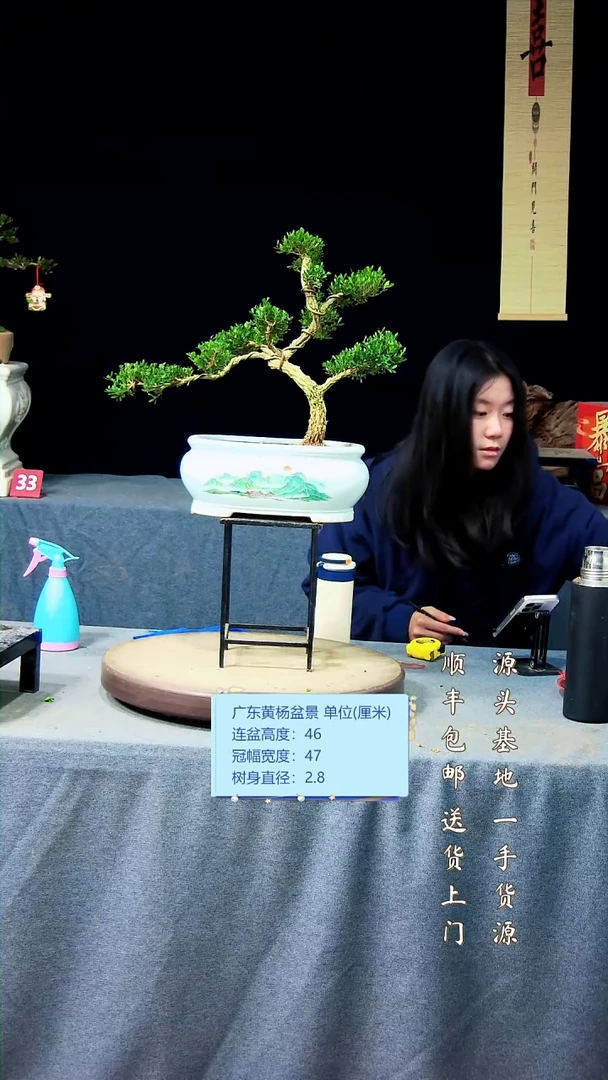 【闪购商品】黄杨盆景黄杨盆景