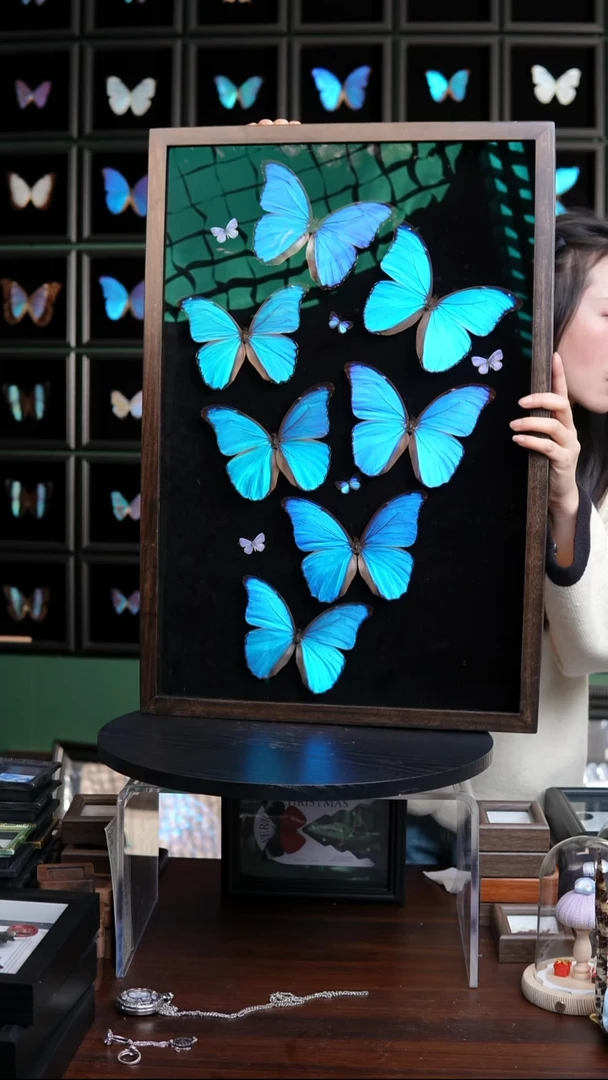 七只大蓝闪蝶博物级别装裱收藏版