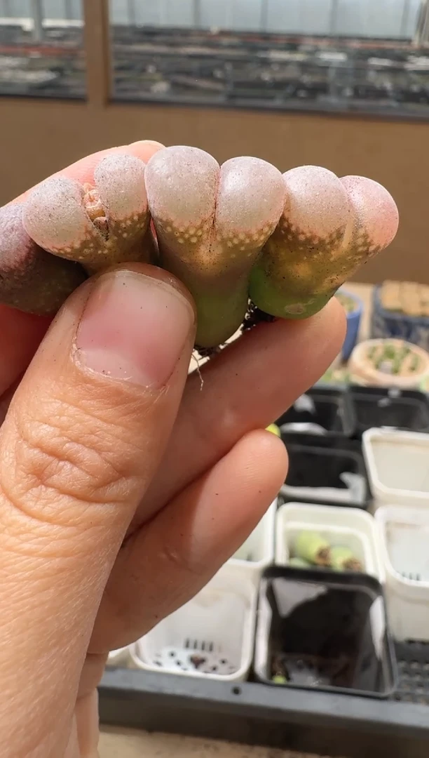 多肉植物肉锥16-79干伤福利