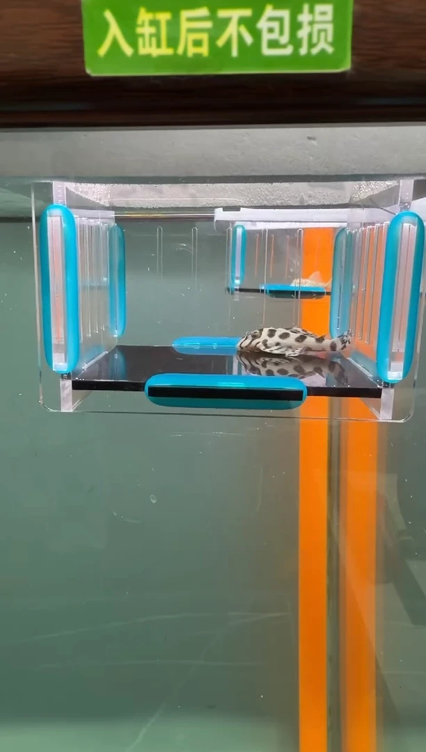 清道夫鱼034号236入缸不包损录制完整开箱视频4.7厘米