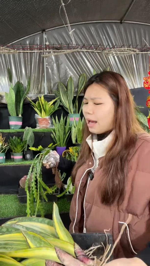 【闪购商品】鱼骨包5棵{带土球}