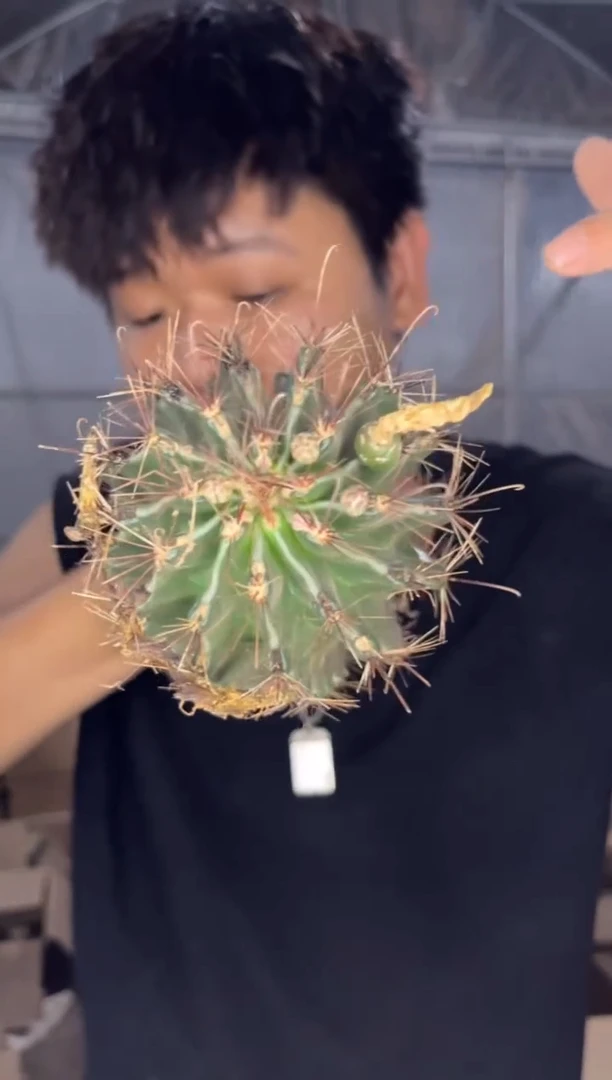 大号 变色 龙王【实生根】