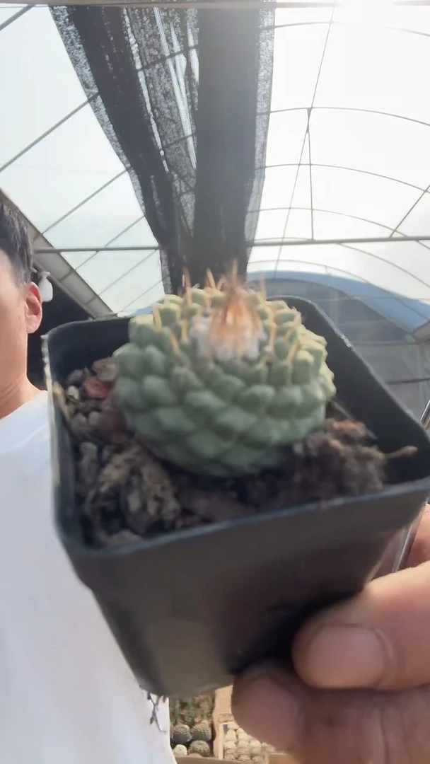 5-12            25.99