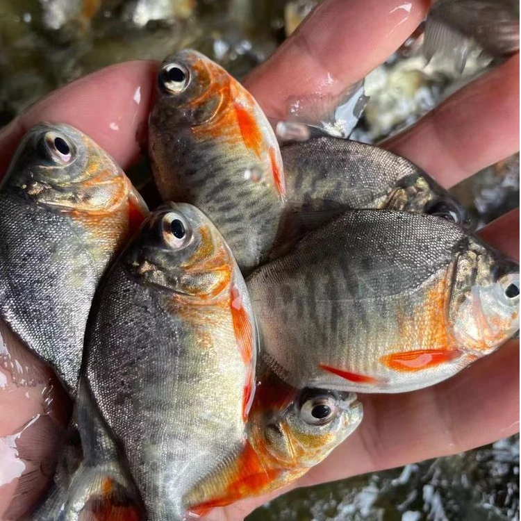 活体 白鲳鱼 红腹白鲳鱼4-10公分 观赏 渔场直发